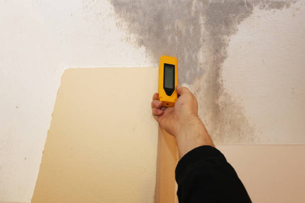 Best Commercial Mold Inspection  in Skidaway Island, GA