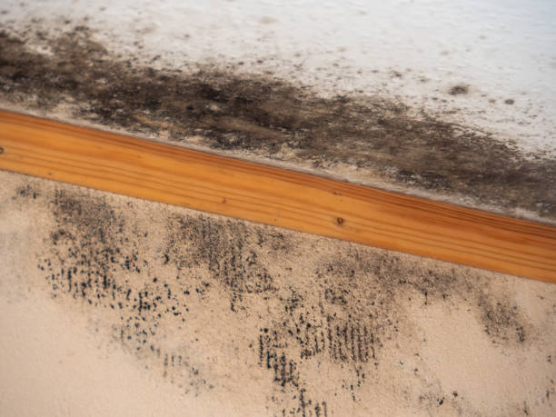 Best HVAC Mold Inspection and Cleaning  in Skidaway Island, GA