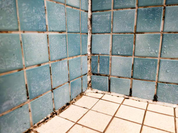 Best Real Estate Mold Inspection  in Skidaway Island, GA