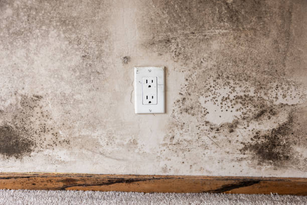 Best Mold Prevention Services  in Skidaway Island, GA