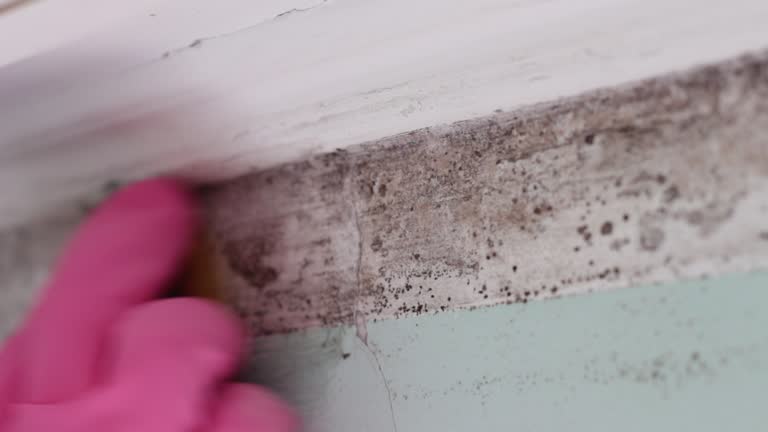 Best Mold Removal for HVAC Installations  in Skidaway Island, GA
